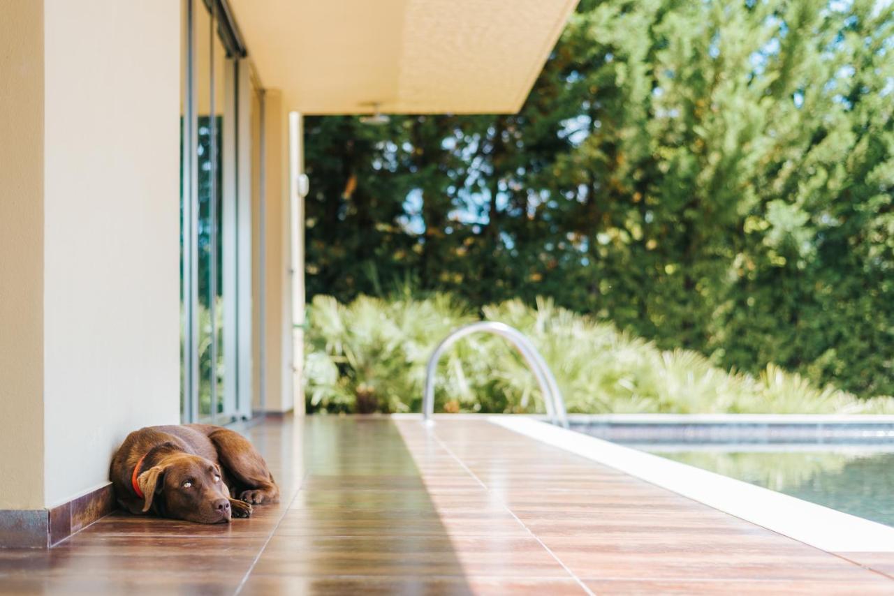 Ap Lago Montargil - Conference & Spa Dış mekan fotoğraf The photo shows a brown dog lying on a tiled patio beside a swimming pool. The patio is partially shaded by a modern building, and there are green trees visible in the background, indicating a pleasant outdoor setting. The dog appears relaxed and is 